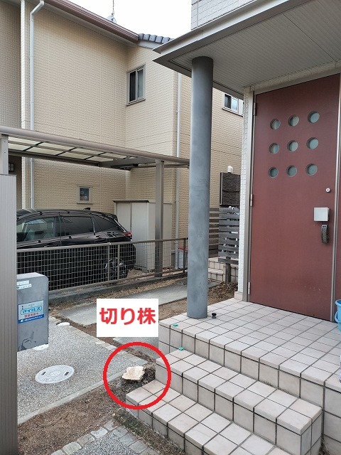 庭木を撤去して切り株だけになった玄関まわり。外壁際に足場を建てられる状態に