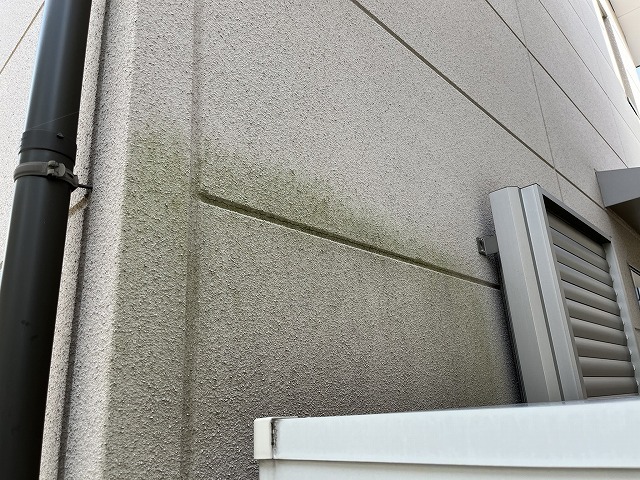外壁の下部に広がった緑色の苔(寄り) 外壁の下部に広がった緑色の苔(寄り)