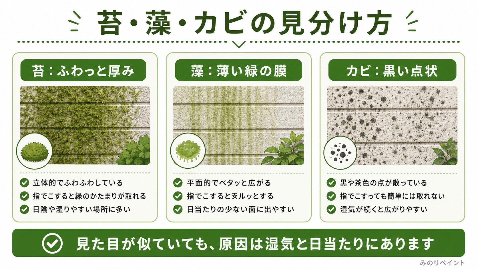 苔、藻、カビの見た目の違いを外壁の汚れで比較した図解