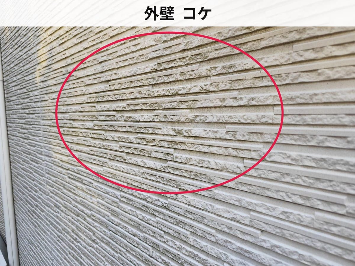 外壁  コケ